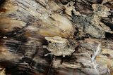 Polished Petrified Wood Slab - Nevada #358822-1